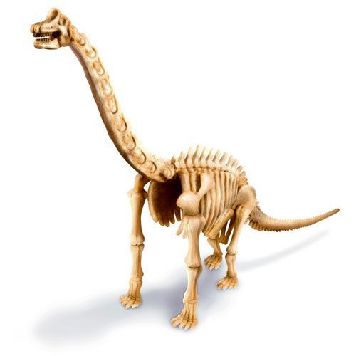 4m dinosaurus graven - brachiosaurus