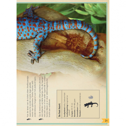 uitgeverij gottmer het allermooiste boek over reptielen en amfibieën