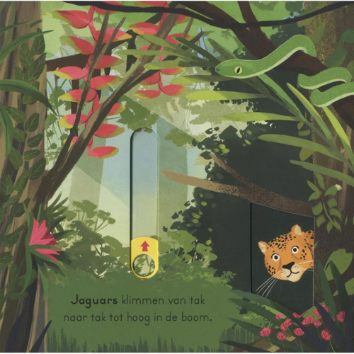uitgeverij veltman in de jungle - voor kleine ontdekkingsreizigers